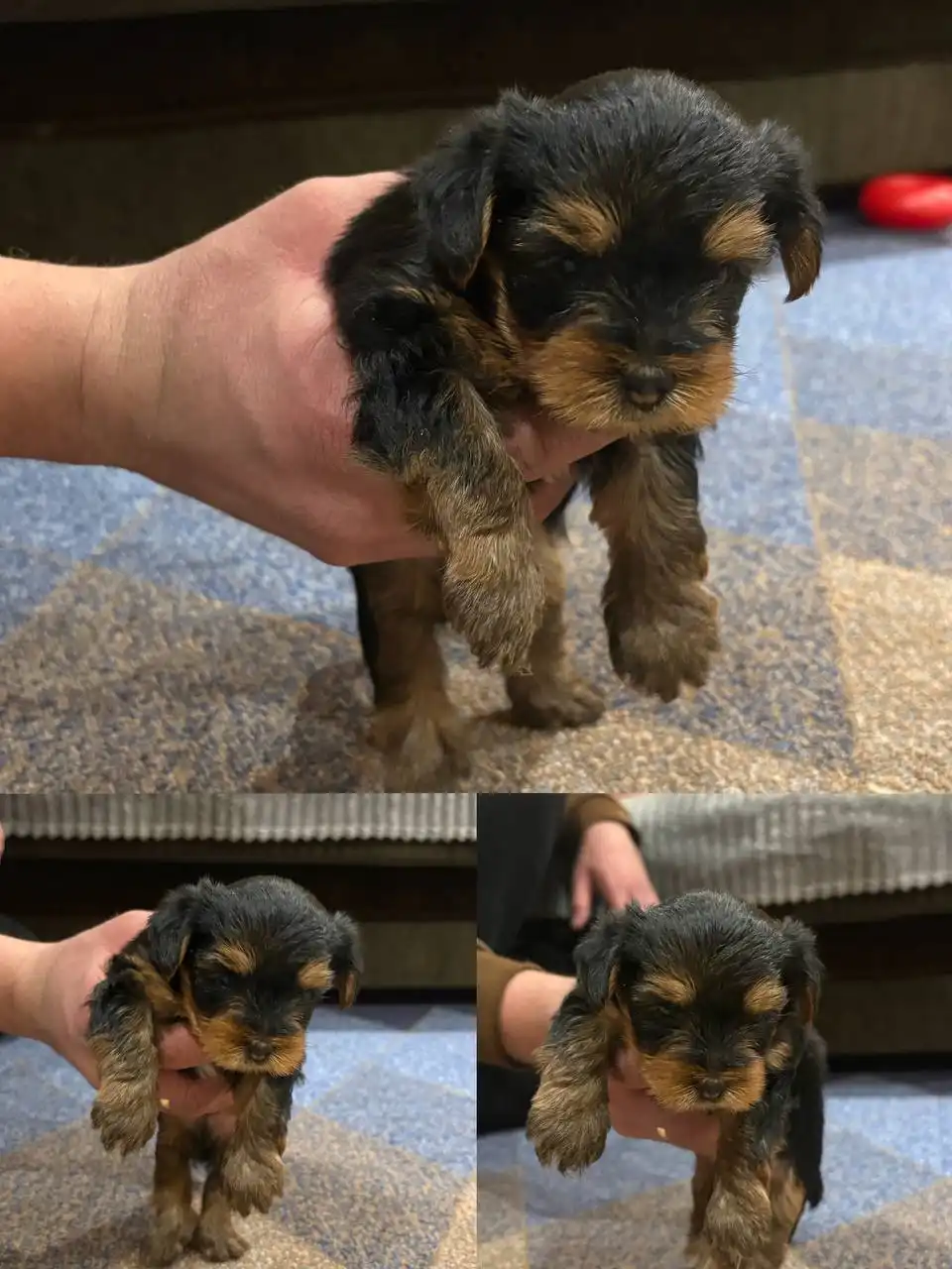 Щенки йоркширского терьера мини - Собаки (Животные) в Баклаши