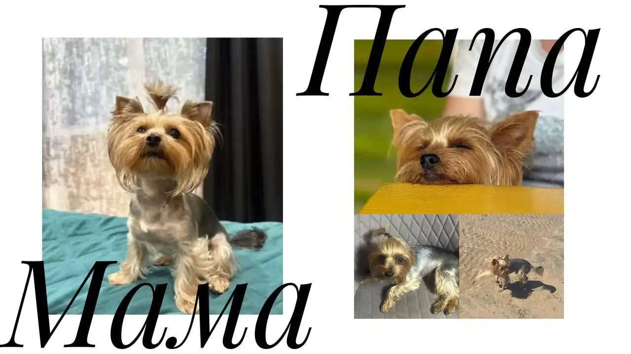 Щенки йоркширского терьера мини - Собаки (Животные) в Баклаши