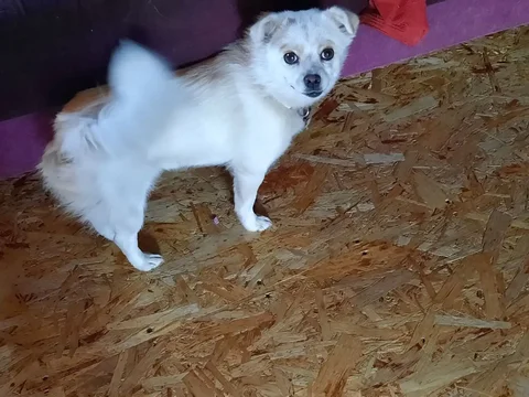 Потеряна собачка в Баклашах Шелехове - Собаки в Шелехов