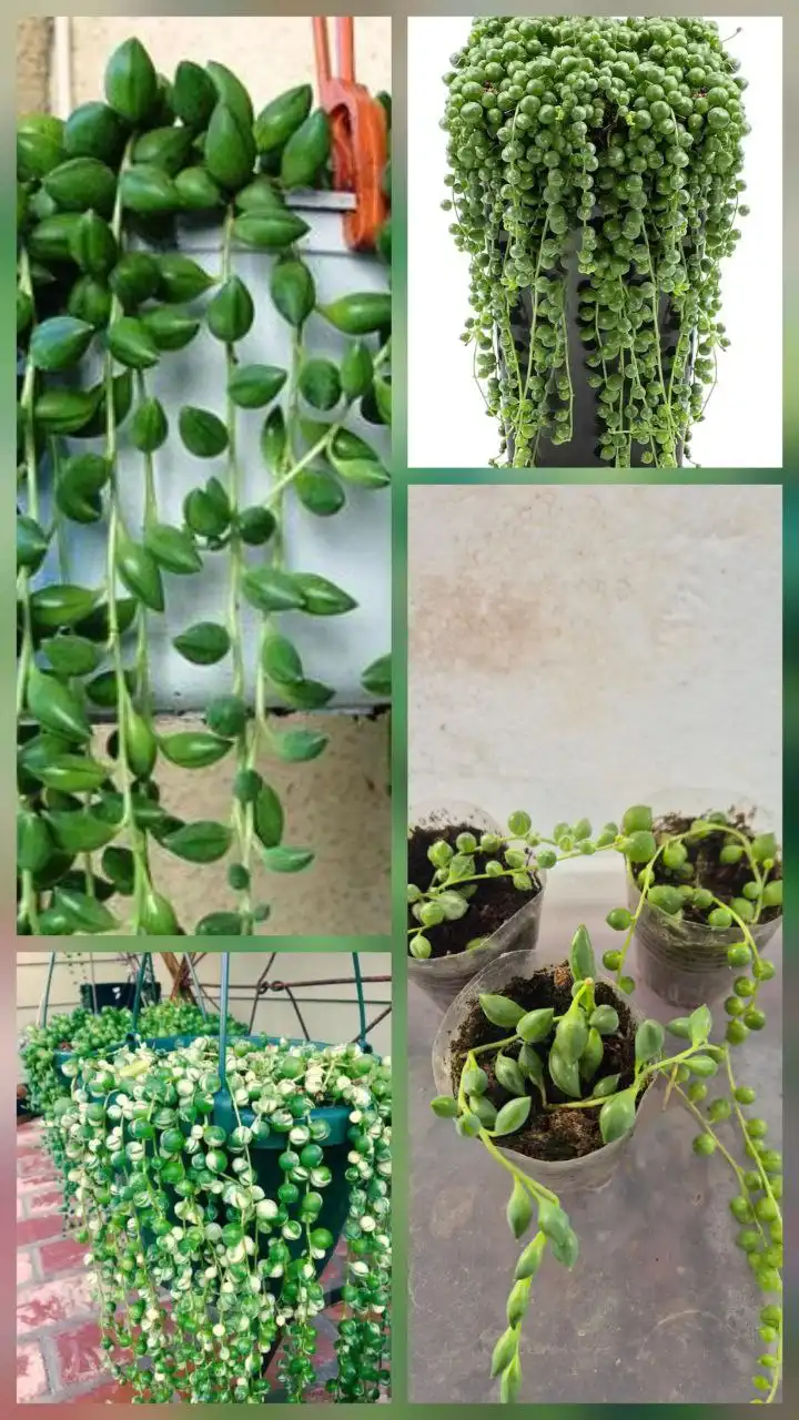 Продам комнатные растения крестовник - Комнатные растения (Хобби и отдых) в Баклаши