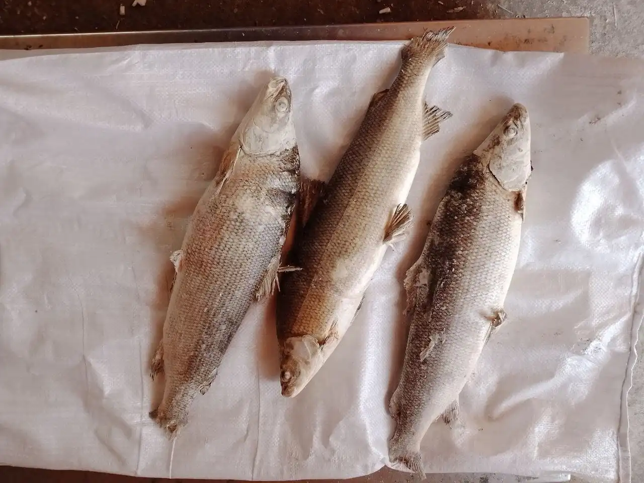 Продажа свежемороженой и вяленой рыбы - Продукты питания (Барахолка) в Шелехов