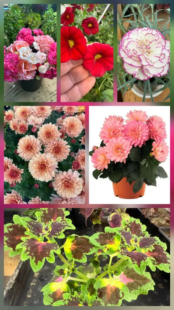 Продажа укорененных черенков вегетативных цветов - Растения (Хобби и отдых) в Смоленск