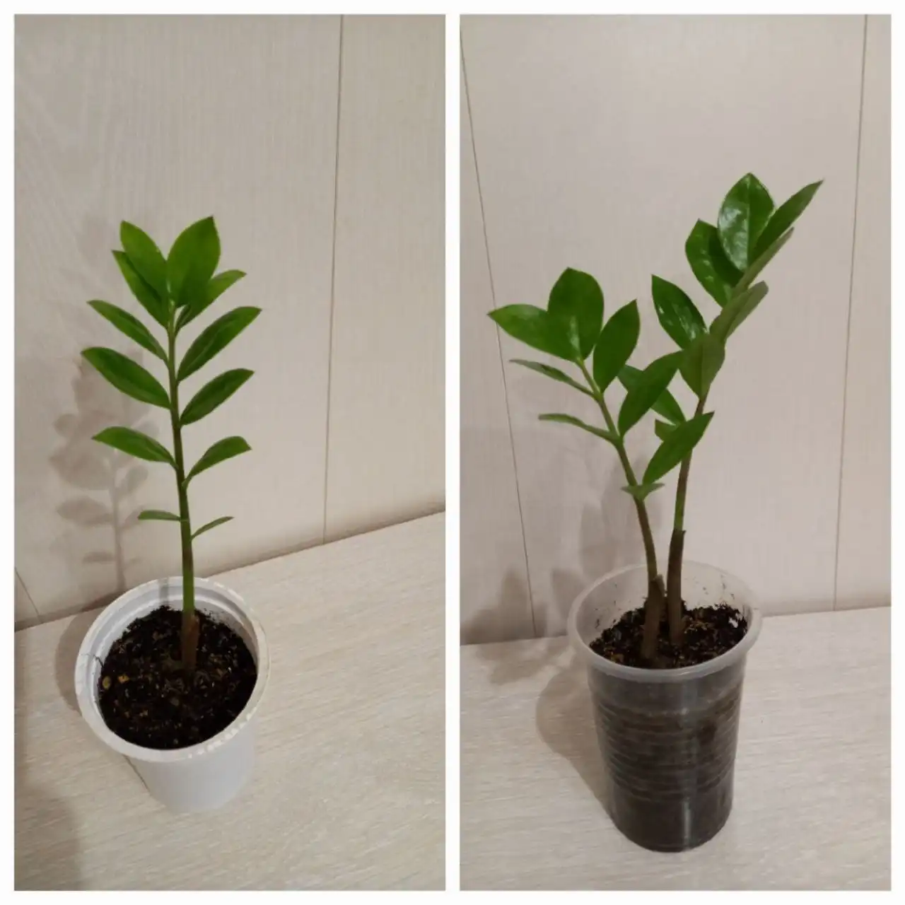 Продается замиокулькас в горшке 0,5л - Комнатные растения (Хобби и отдых) в Шелехов