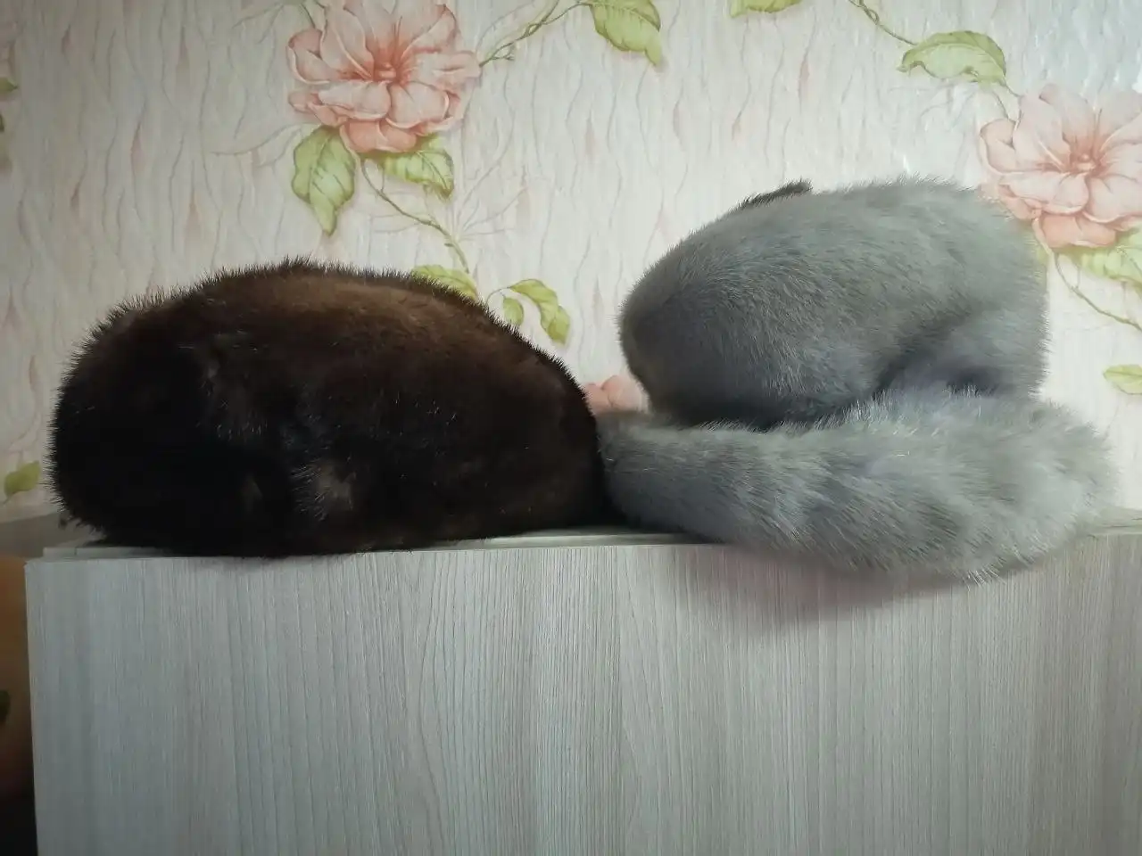 Продам тому кто перешивает шапки - Шапки (Барахолка) в Баклаши