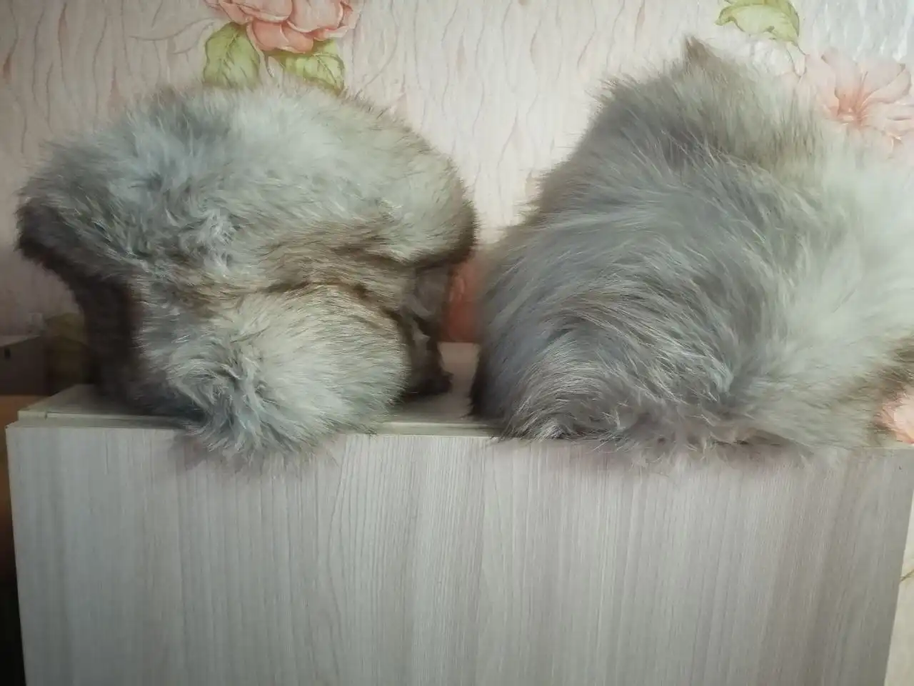 Продам тому кто перешивает шапки - Шапки (Барахолка) в Баклаши