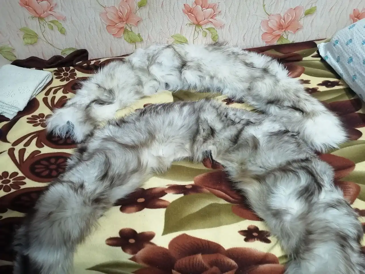 Продам тому кто перешивает шапки - Шапки (Барахолка) в Баклаши