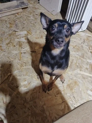 Отдам кота Арчи 2 года - Птица/Яйца в Шелехов