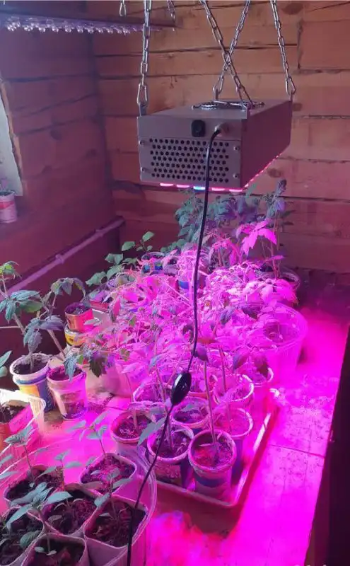 Продажа фитолампы и металлической шпалеры - Барахолка в Баклаши
