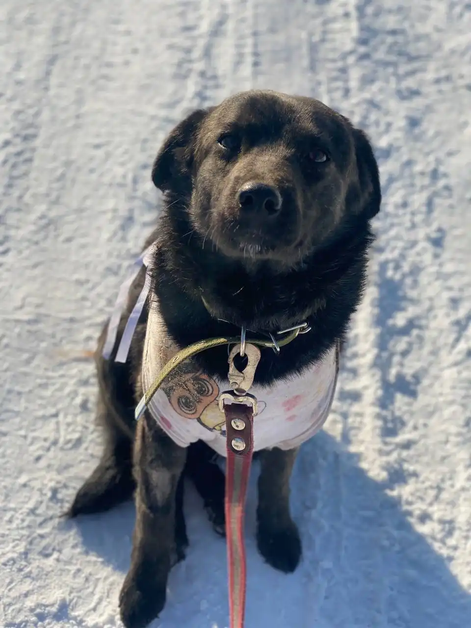 Ищет дом для кошки Ладушки - Кошки (Животные) в Баклаши