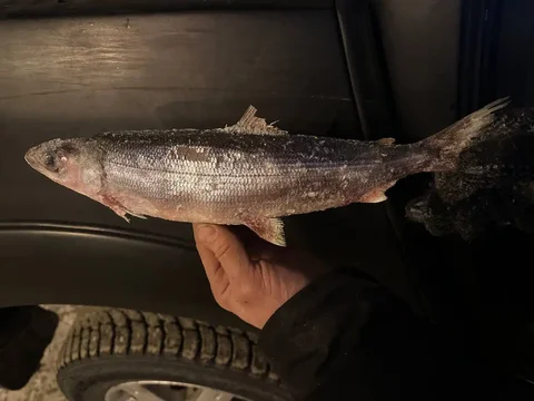 Продажа омуля оптом - Барахолка в Шелехов