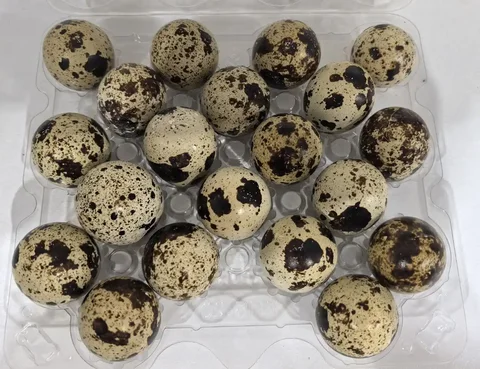 Продажа свежих перепелиных яиц - частное объявление в Баклаши