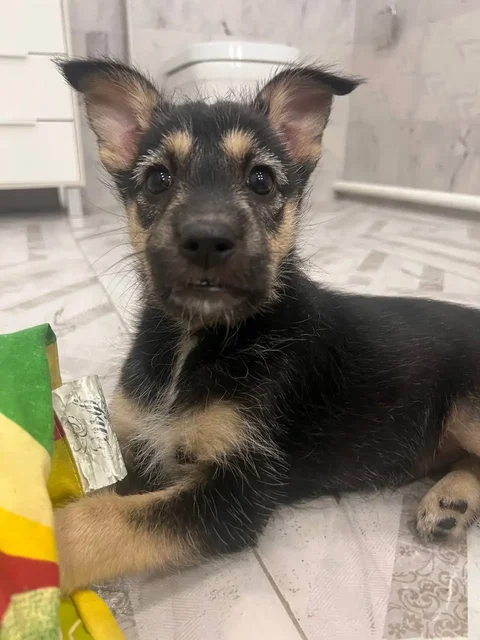 Пристройство щенков, найденных в лесу - Собаки в Иркутск