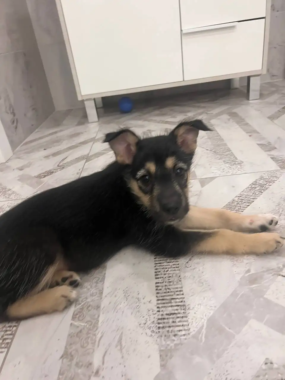 Пристройство щенков, найденных в лесу - Собаки (Животные) в Иркутск