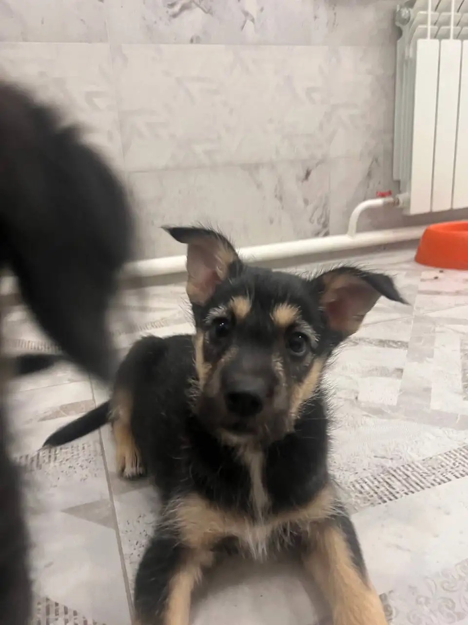 Пристройство щенков, найденных в лесу - Собаки (Животные) в Иркутск