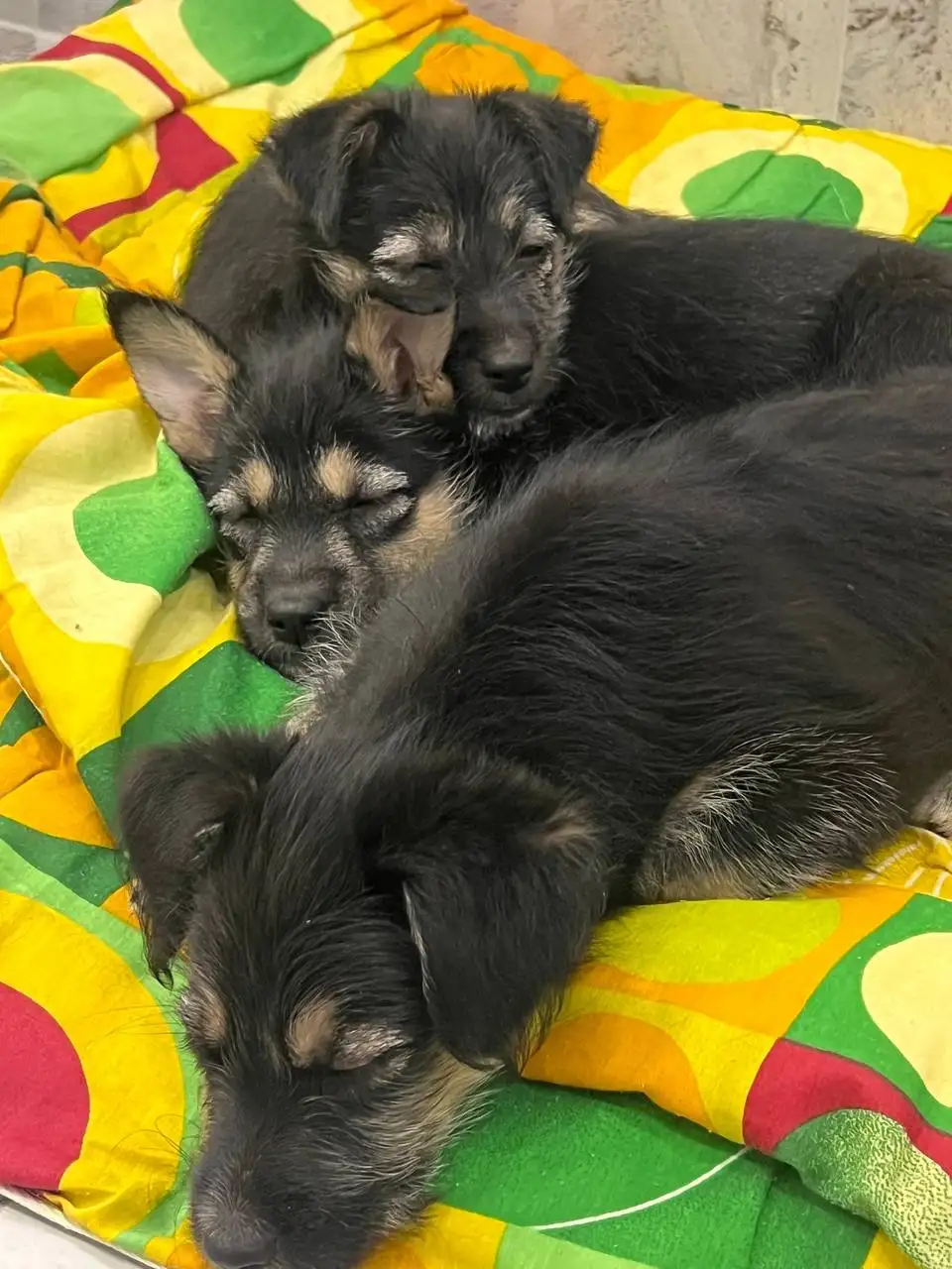 Пристройство щенков, найденных в лесу - Собаки (Животные) в Иркутск