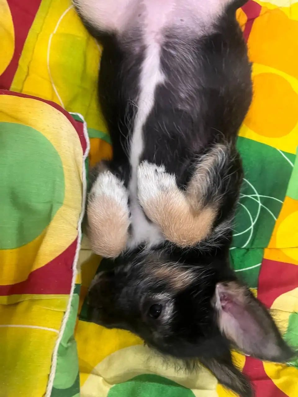 Пристройство щенков, найденных в лесу - Собаки (Животные) в Иркутск