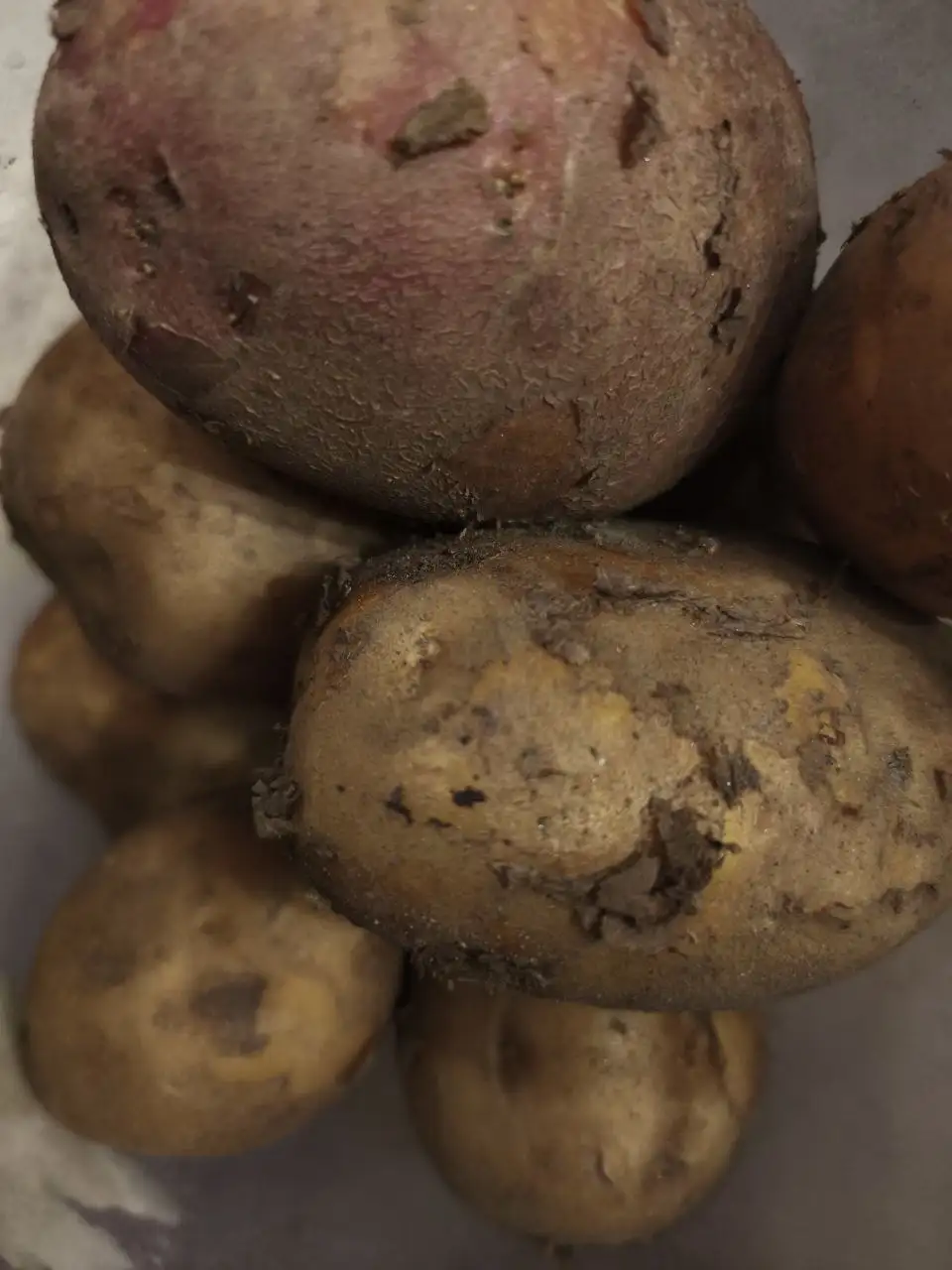 Продам домашний картофель - Продукты (Барахолка) в Шелехов