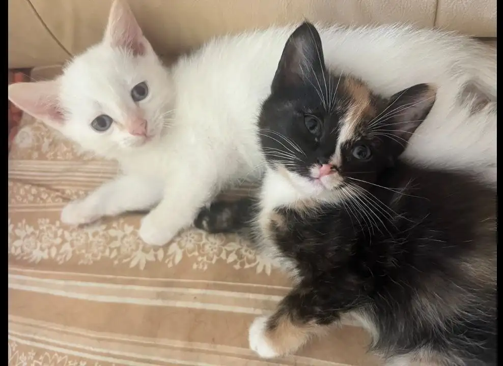 Продаются котята белый мальчик и трехцветная девочка 2 месяца - Кошки (Животные) в Шелехов