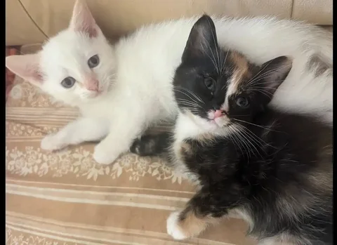 Продаются котята белый мальчик и трехцветная девочка 2 месяца - частное объявление в Шелехов