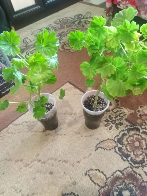 Продажа пеларгоний и домашних заготовок - частное объявление в Шелехов