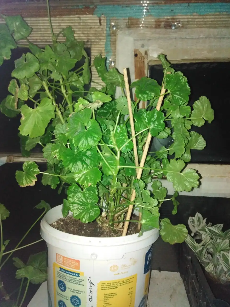 Продажа пеларгоний и домашних заготовок - Растения (Хобби и отдых) в Шелехов