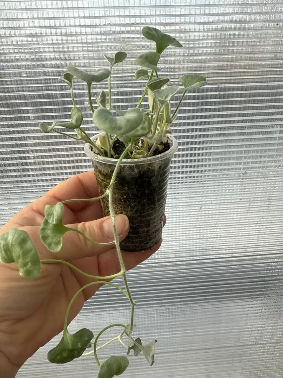 Продажа черенков дихондры серебристой и вегетативной рассады - Растения (Хобби и отдых) в Шелехов