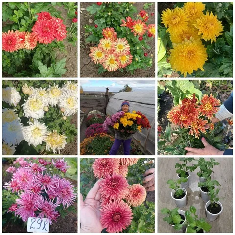 Хризантема в стаканах - частное объявление в Шелехов