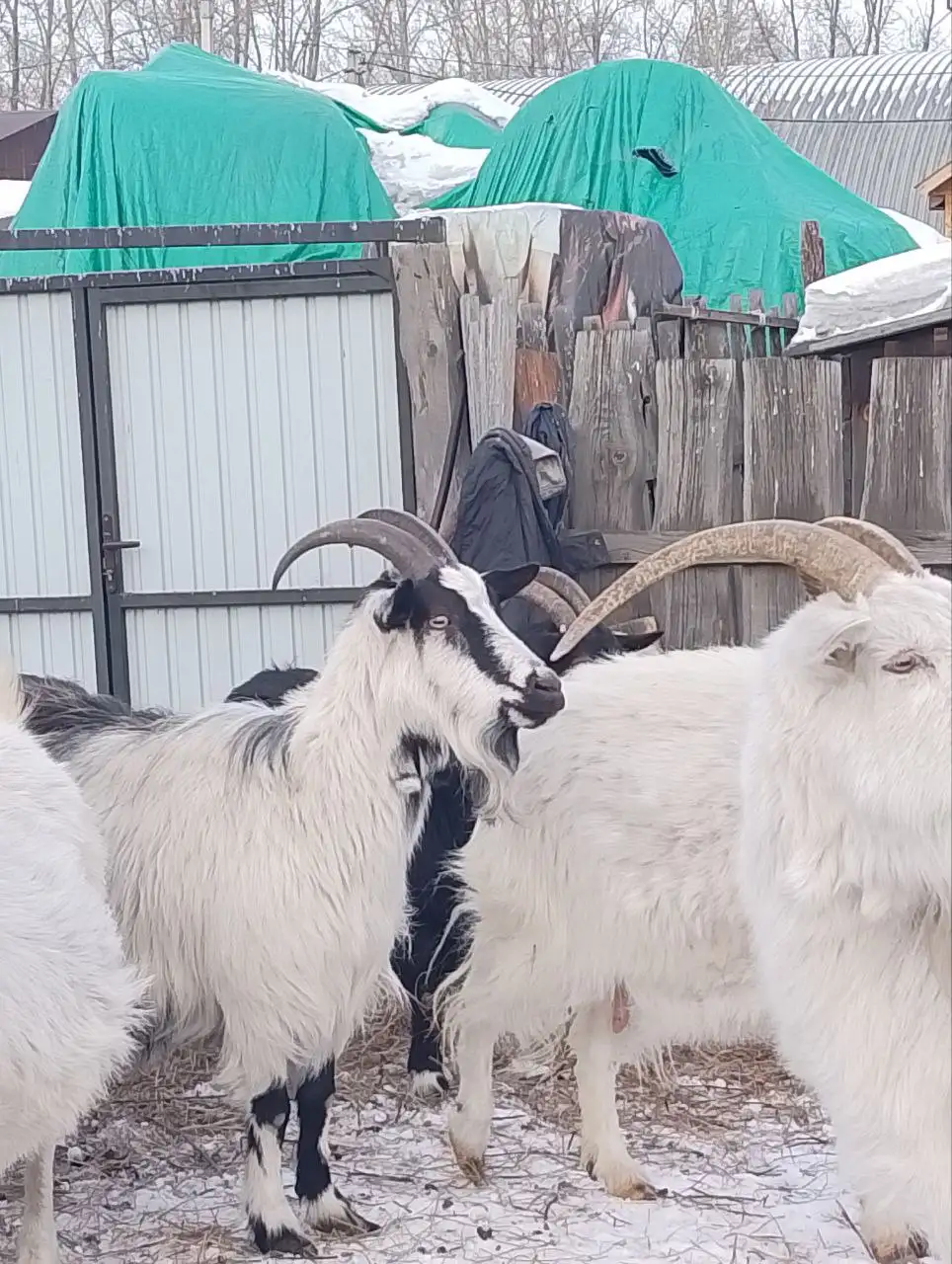 Продажа коз разных возрастов - Сельскохозяйственные животные (Животные) в Баклаши