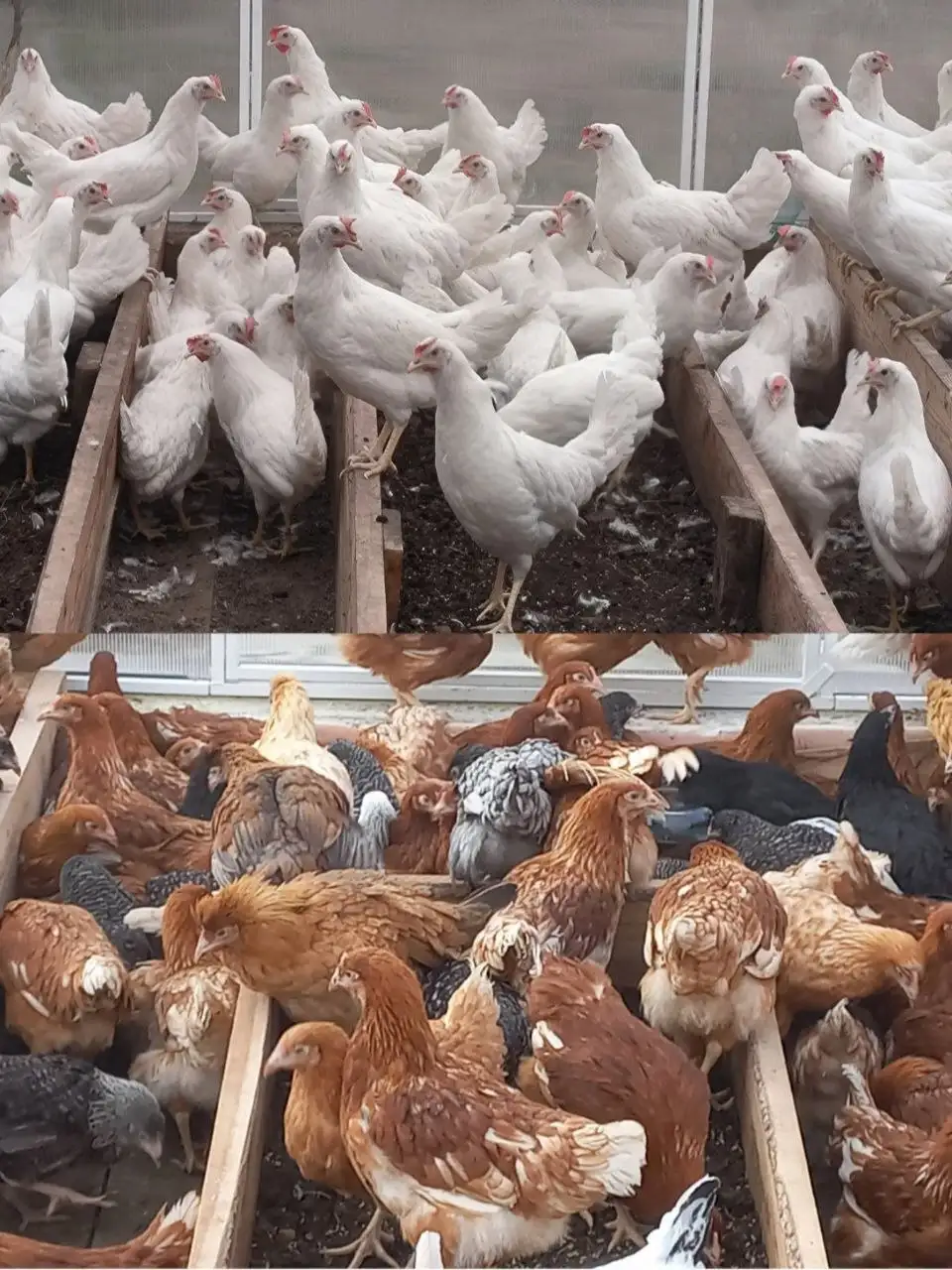 Продажа кур молодок Декалб, Родонит и Доминант - Птица (Животные) в Шелехов