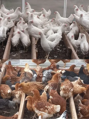 Продажа кур молодок Декалб, Родонит и Доминант - частное объявление в Шелехов