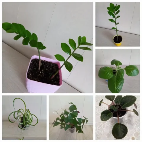 Продажа комнатных растений - частное объявление в Шелехов