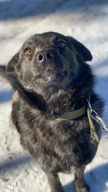 Собачка Лада для ответственных хозяев - частное объявление в Шелехов