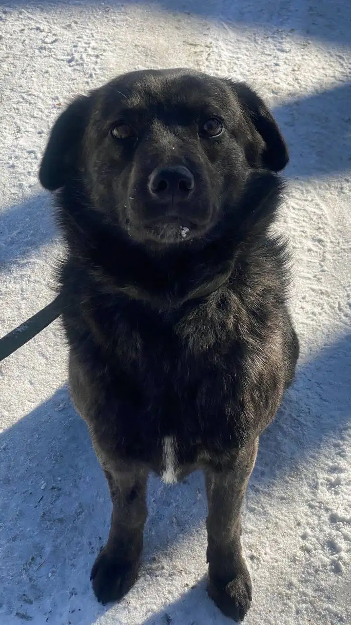 Собачка Лада для ответственных хозяев - Собаки (Животные) в Шелехов