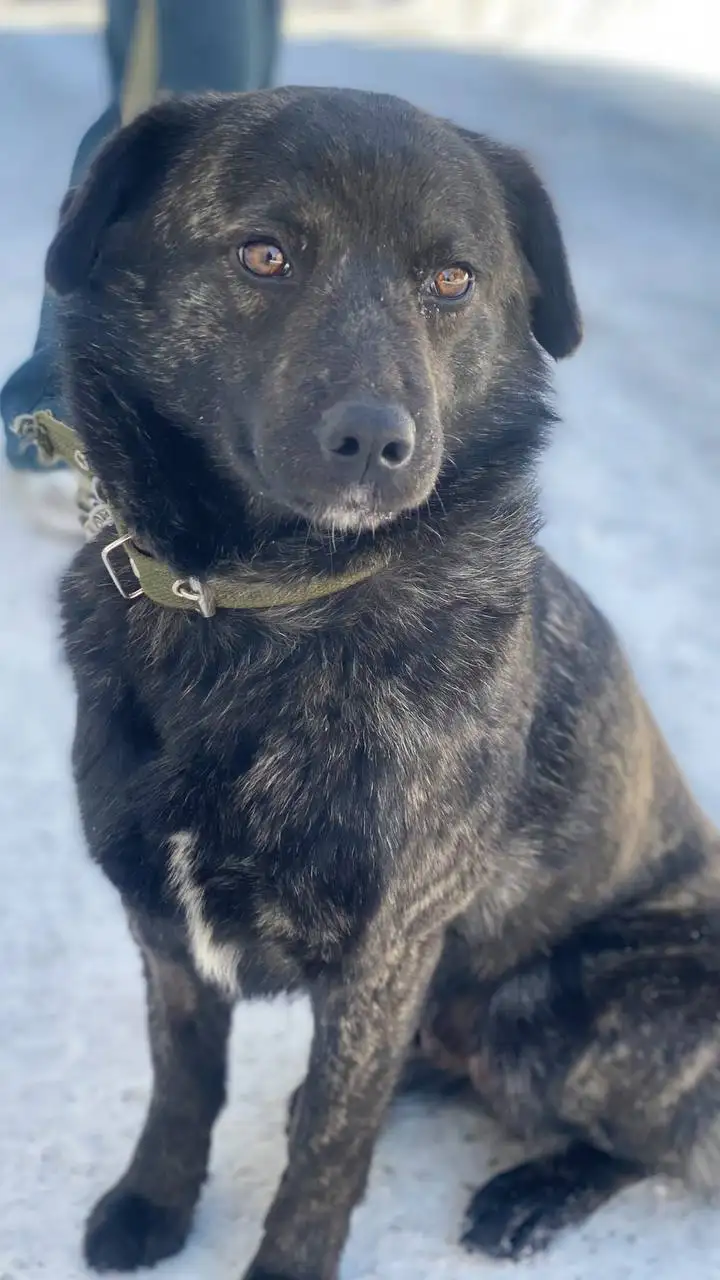 Собачка Лада для ответственных хозяев - Собаки (Животные) в Шелехов