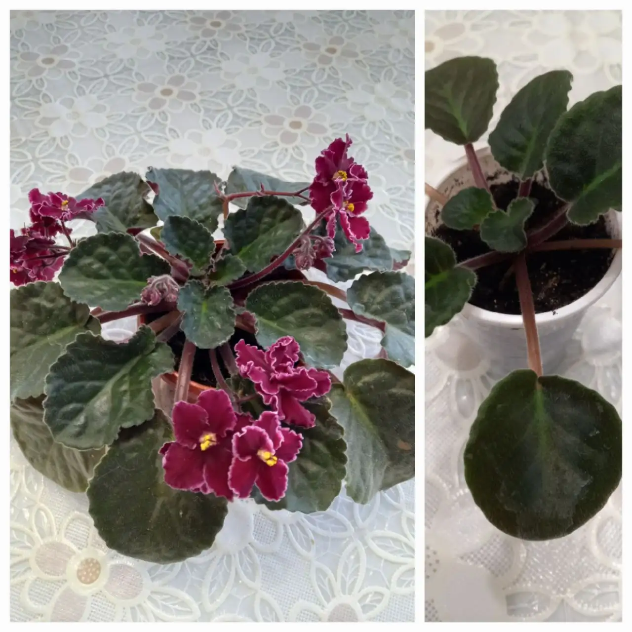 Продажа детки фиалки - Растения (Барахолка) в Шелехов