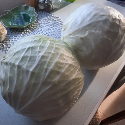 Продам свежую капусту 6,5 кг - частное объявление в Шелехов