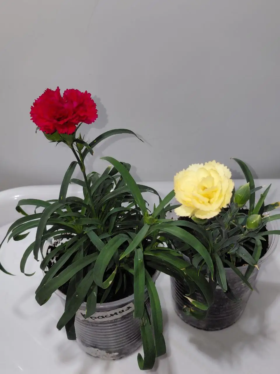 Гвоздика на фото - Растения (Барахолка) в Шелехов