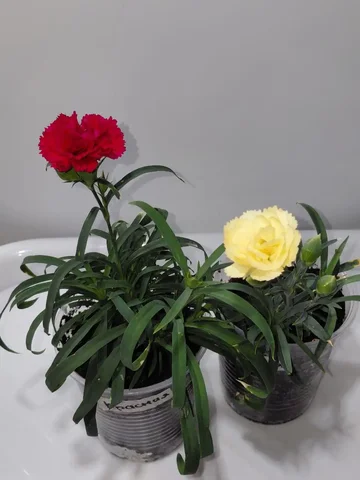 Гвоздика на фото - частное объявление в Шелехов