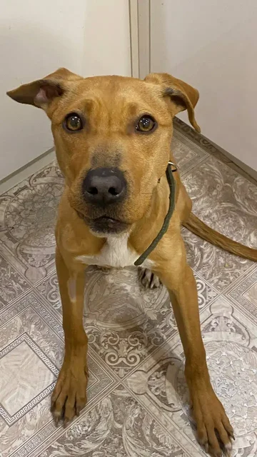 Помощь собаке Нике в поиске дома - Животные в Шелехов