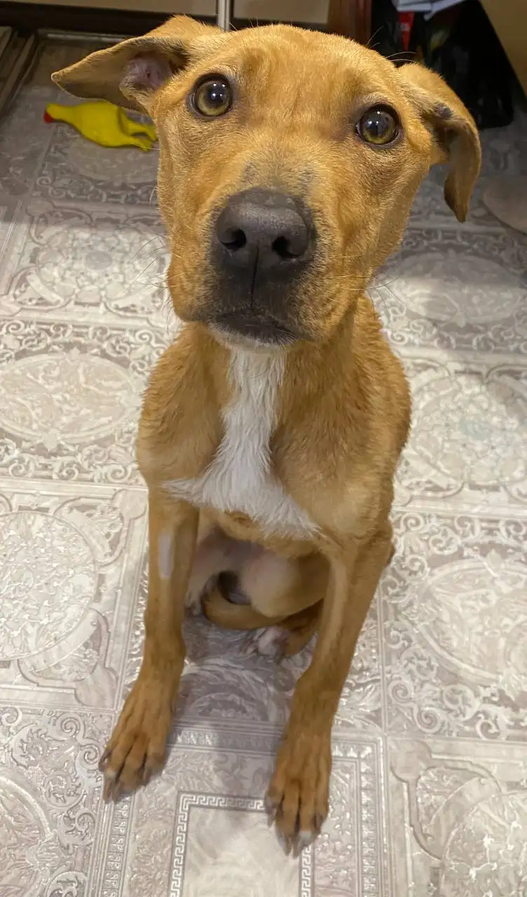 Помощь собаке Нике в поиске дома - Собаки (Животные) в Шелехов