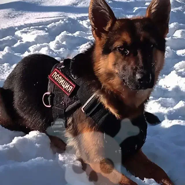 Продажа немецкой овчарки 1 год - Собаки в Баклаши