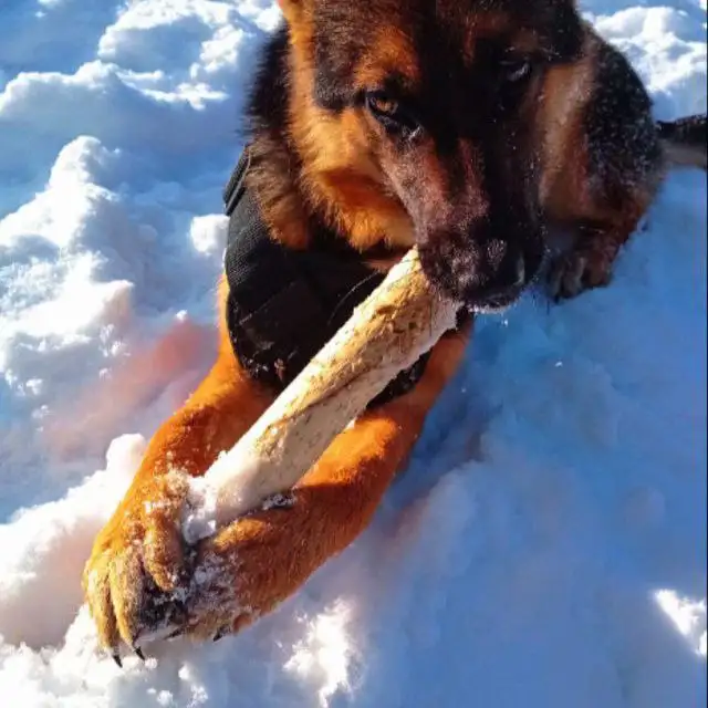 Продажа немецкой овчарки 1 год - Собаки (Животные) в Баклаши