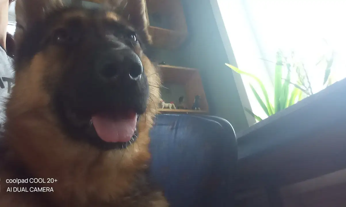 Продажа немецкой овчарки 1 год - Собаки (Животные) в Баклаши