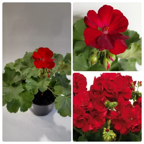 Пеларгония Dark Red Calliope в горшке - Ручная работа в Шелехов