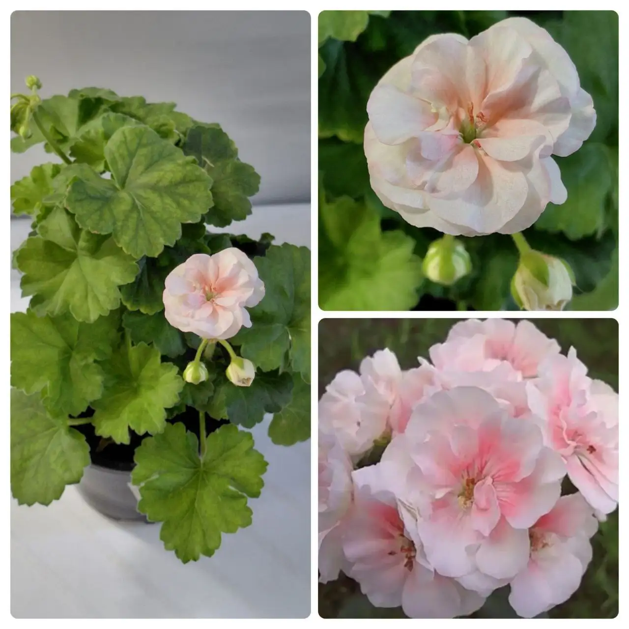 Пеларгония Салмон Комтесс карликовая - Растения (Хобби и отдых) в Шелехов