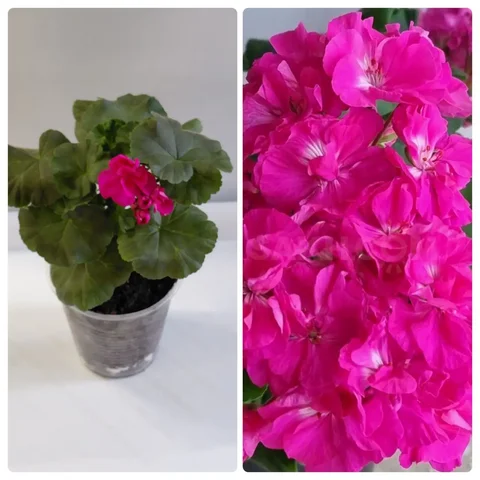 Пеларгония Шёлк Маркиза в стакане 0.5 л - Ручная работа в Шелехов