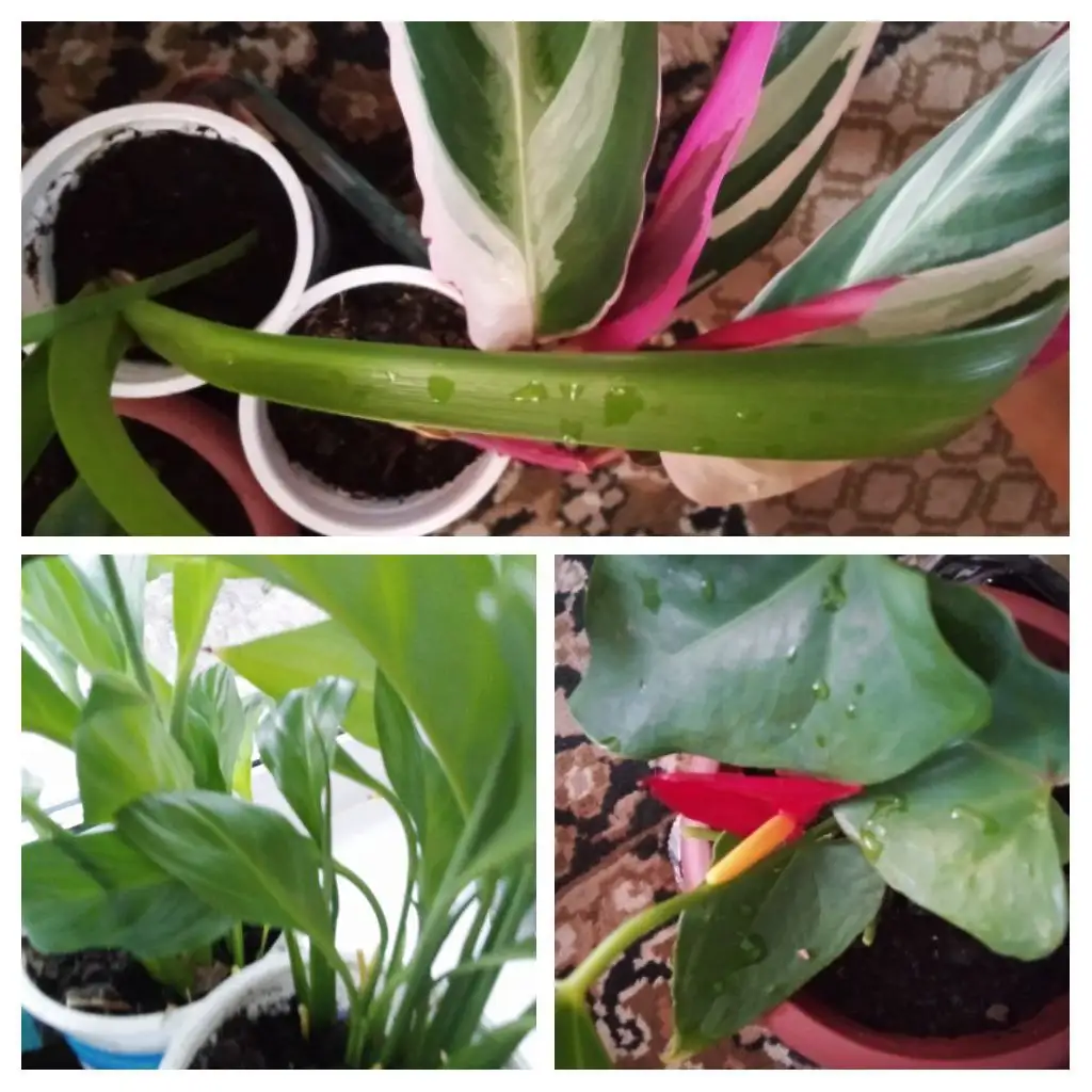 Продажа комнатных растений - Комнатные растения (Хобби и отдых) в Шелехов