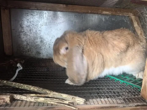 Чистопородные французские бараны 9 месяцев - Скот в Шелехов