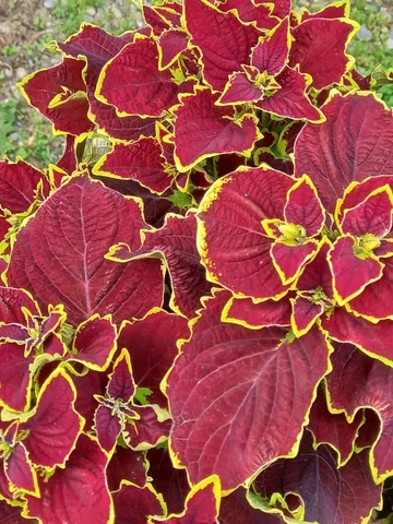 Колеусы вегетативные укорененные - Ручная работа в Шелехов