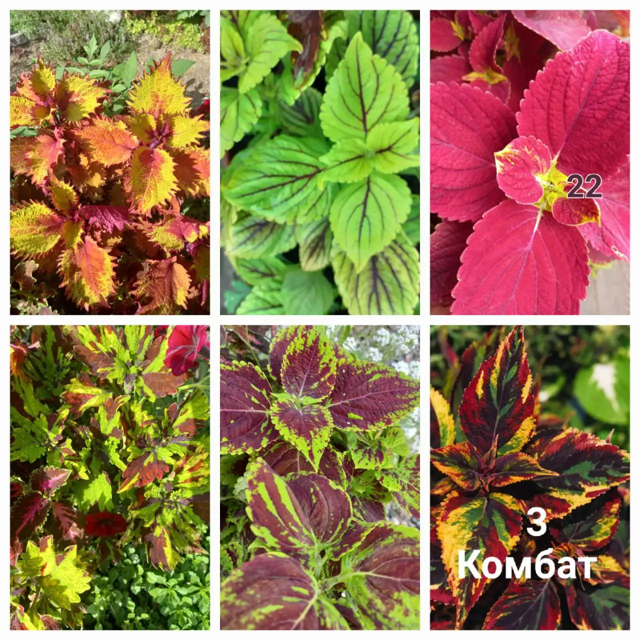 Укорененные колеусы разных сортов - Растения (Хобби и отдых) в Шелехов